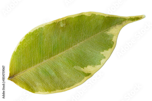 Single fresh green leaf isolated on white background with visible vein structure and natural surface.