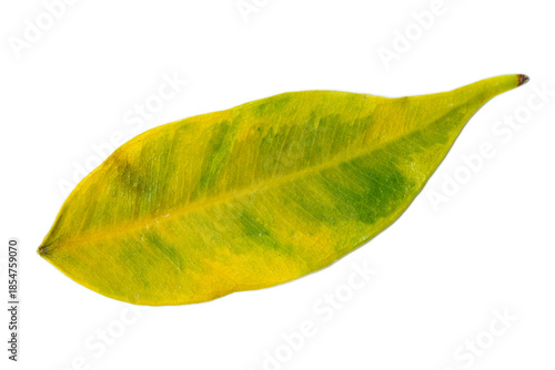 Detailed green leaf isolated on white background, showcasing organic texture, veins, and fresh color.