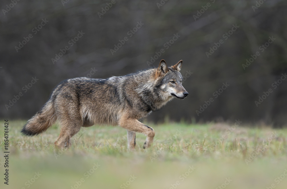 Obraz premium Grey wolf ( Canis lupus ) close up