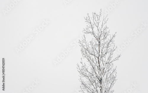 Mountain laWinter landscape on a mountain with trees and snow in Serbia