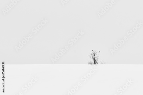 Mountain laWinter landscape on a mountain with trees and snow in Serbia