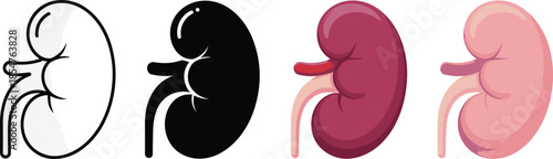 Human kidney anatomy illustration set, medical organ diagram, healthy renal system, nephrology concept, healthcare education, biology infographic, vector style, isolated design, scientific visual