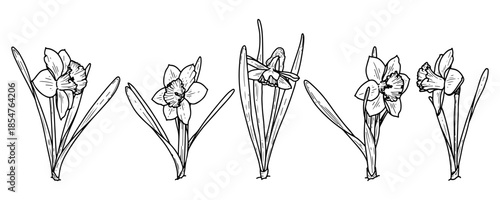 Narcissus flower with leaves set. Sketch vector hand drawn. Blooming bud. Spring season. Garden bulbous plant growing from ground. Botany, flora, nature. Botanical illustration. Engraved line art.