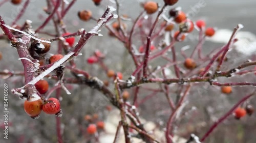 rose hips on a branch under the snow Branch With Red Berry Winter Landscape In The Fog Rain Drops On The Plant Close Up Plant rainy cloudy weather cold season rosehip bush in drops gray red