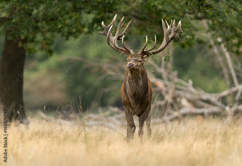 Obraz premium Deer male buck ( Cervus elaphus ) during rut