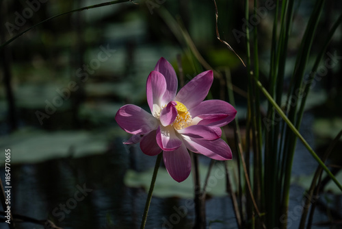background, beautiful, beauty, bee, bees, bloom, blooming, blossom, citrus, colorful, cosmetic, flora, flower, fruit, garden, green, honey, insect, landscape, leaf, leaves, lotus, macro, natural, natu