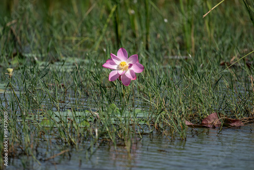 background, beautiful, beauty, bee, bees, bloom, blooming, blossom, citrus, colorful, cosmetic, flora, flower, fruit, garden, green, honey, insect, landscape, leaf, leaves, lotus, macro, natural, natu