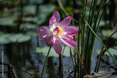 background, beautiful, beauty, bee, bees, bloom, blooming, blossom, citrus, colorful, cosmetic, flora, flower, fruit, garden, green, honey, insect, landscape, leaf, leaves, lotus, macro, natural, natu