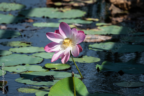 background, beautiful, beauty, bee, bees, bloom, blooming, blossom, citrus, colorful, cosmetic, flora, flower, fruit, garden, green, honey, insect, landscape, leaf, leaves, lotus, macro, natural, natu
