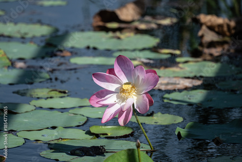 background, beautiful, beauty, bee, bees, bloom, blooming, blossom, citrus, colorful, cosmetic, flora, flower, fruit, garden, green, honey, insect, landscape, leaf, leaves, lotus, macro, natural, natu