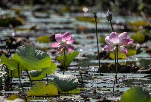 background, beautiful, beauty, bee, bees, bloom, blooming, blossom, citrus, colorful, cosmetic, flora, flower, fruit, garden, green, honey, insect, landscape, leaf, leaves, lotus, macro, natural, natu