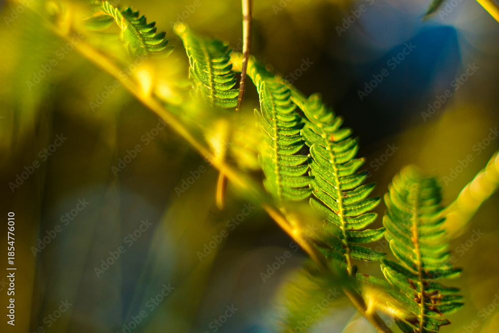 custom made wallpaper toronto digitalFougères dans la forêt des Landes de Gascogne, pendant l'heure dorée