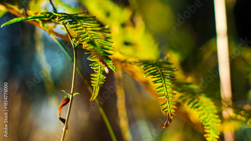 Wallpaper Mural Fougères dans la forêt des Landes de Gascogne, pendant l'heure dorée Torontodigital.ca
