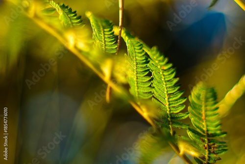 Wallpaper Mural Fougères dans la forêt des Landes de Gascogne, pendant l'heure dorée Torontodigital.ca