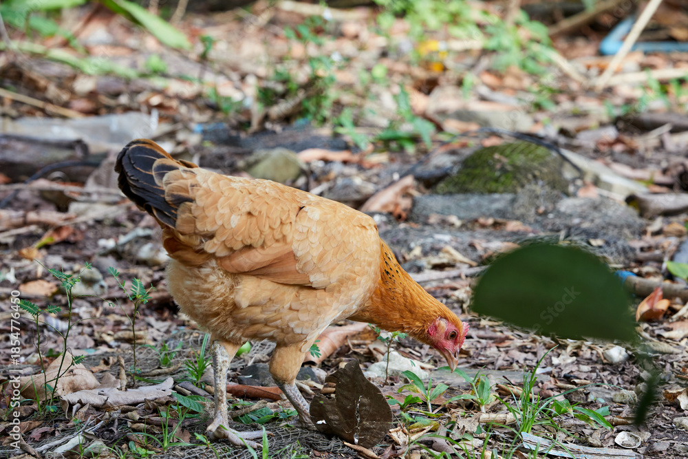 Obraz premium Hen in the grass