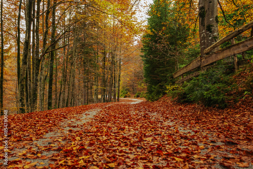 close up view of empty forest road covered by autumn leaves. atmospheric autumn background with copy space. fall colors: green