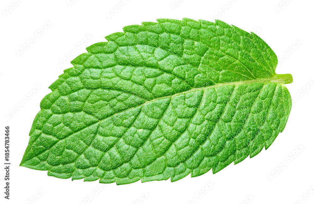 Obraz premium Mint leaves isolated on transparent. Mint PNG. Mint top view