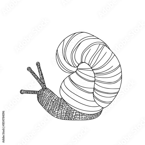 Elegant simplicity: minimalist, handcrafted snail's shell hat | Clean, isolated vector art for creative projects.