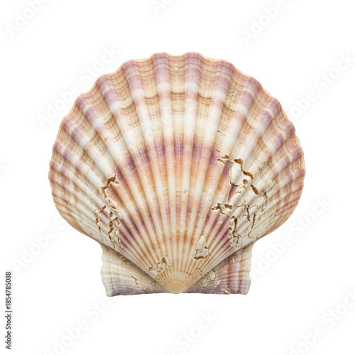 Single Scallop Shell with Pink and White Stripes on Black Background seashell marine life