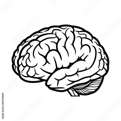 A detailed black and white illustration depicts the human brain showcasing its complex folded structure and overall shape from a side