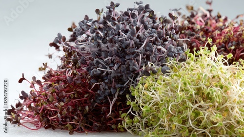 Assorted Microgreens Close Up Shot on White Background with Vibrant Greens and Purples Showcasing Various Textures and Shades in Natural Lighting