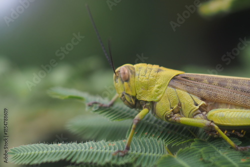 The insect in the picture is a grasshopper, possibly a species of Javanese wood grasshopper (Valanga nigricornis). 
