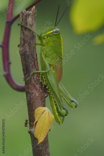 The insect in the picture is a grasshopper, possibly a species of Javanese wood grasshopper (Valanga nigricornis). 