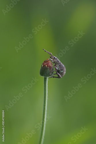 Weevils belong to the superfamily Curculionoidea and are known for their elongated snouts. 