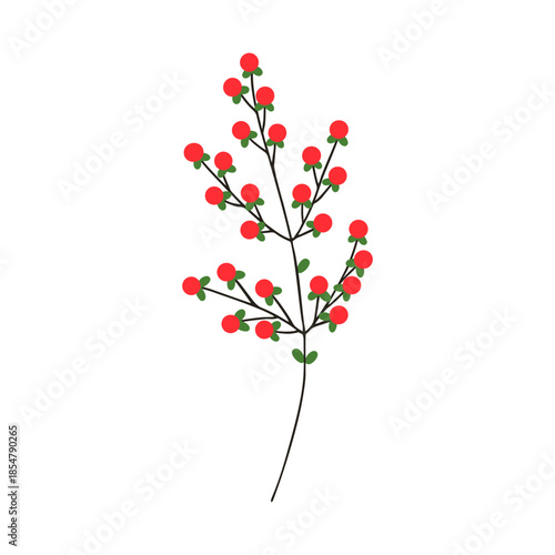 Red berries and leaves branch. Hypericum, delicate sprig, ornamental plant. S...
