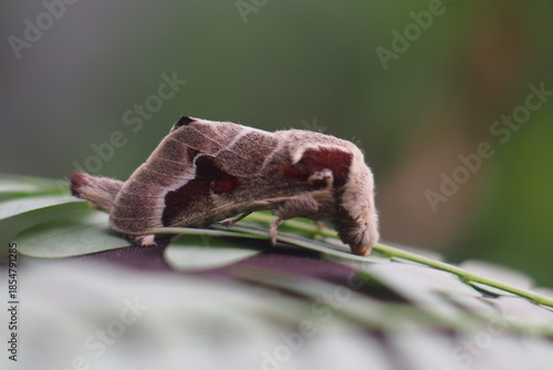 The animal in the picture is a chocolate-tip moth (Clostera curtula). 