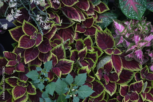 Red and green coleus, closeup for background. A closeup shot of purple leaves with green frames in a garden