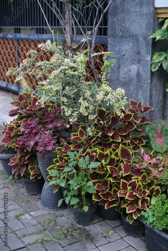 Red and green coleus, closeup for background. A closeup shot of purple leaves with green frames in a garden