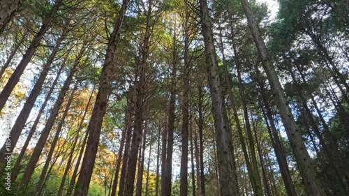 In the empty forest, many trees swaying