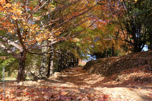 初冬に彩り始めたタイワンフウ　（高知県　高知市　針木浄水場）