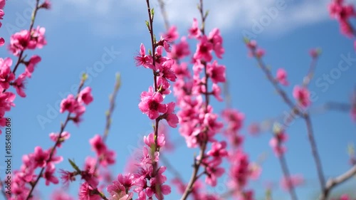 Peach Blossoms Spring Flowers Branches - Close-up photo of delicate pink peach blossoms blooming on branches against a blue sky.
