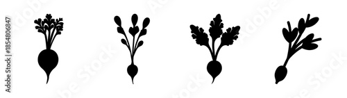 Four beetroot illustrations