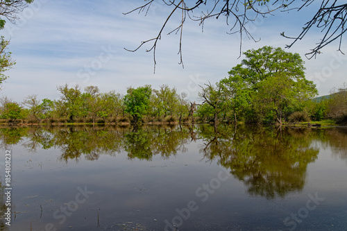 The perfect symmetrical reflection of the trees on the water's surface at the edge of a pond surrounded by the fresh greenery of spring.