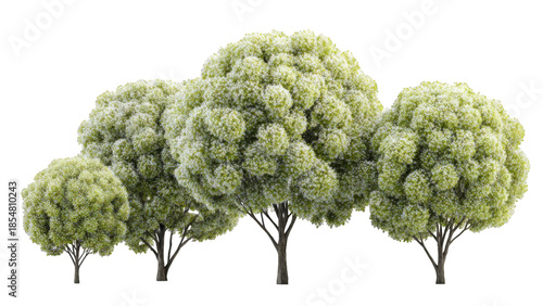 A cluster of lush green trees with dense, rounded canopies, set against a stark white background.
