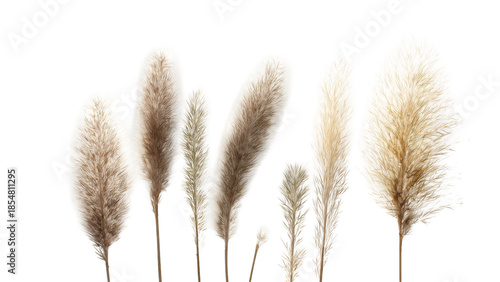 A collection of seven dried pampas grass plumes with varying textures and shades of brown and beige, isolated on a white background.