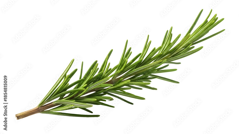 © Carlos - Fresh rosemary sprig isolated PNG on transparent background, aromatic herb for cooking, seasoning, and culinary design projects