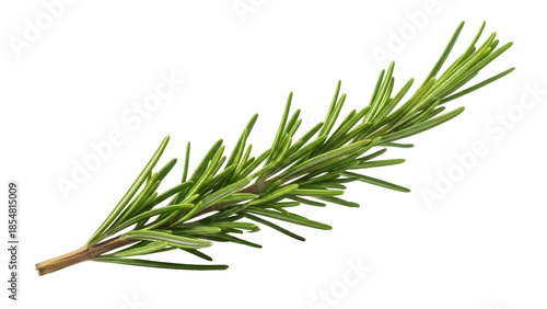 Fresh rosemary sprig isolated PNG on transparent background, aromatic herb for cooking, seasoning, and culinary design projects