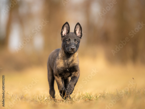 Belgian Malinois 9 weeks young puppy running outdoors on grass. Energetic working dog in motion, showing speed, focus, and playful behavior in natural daylight
