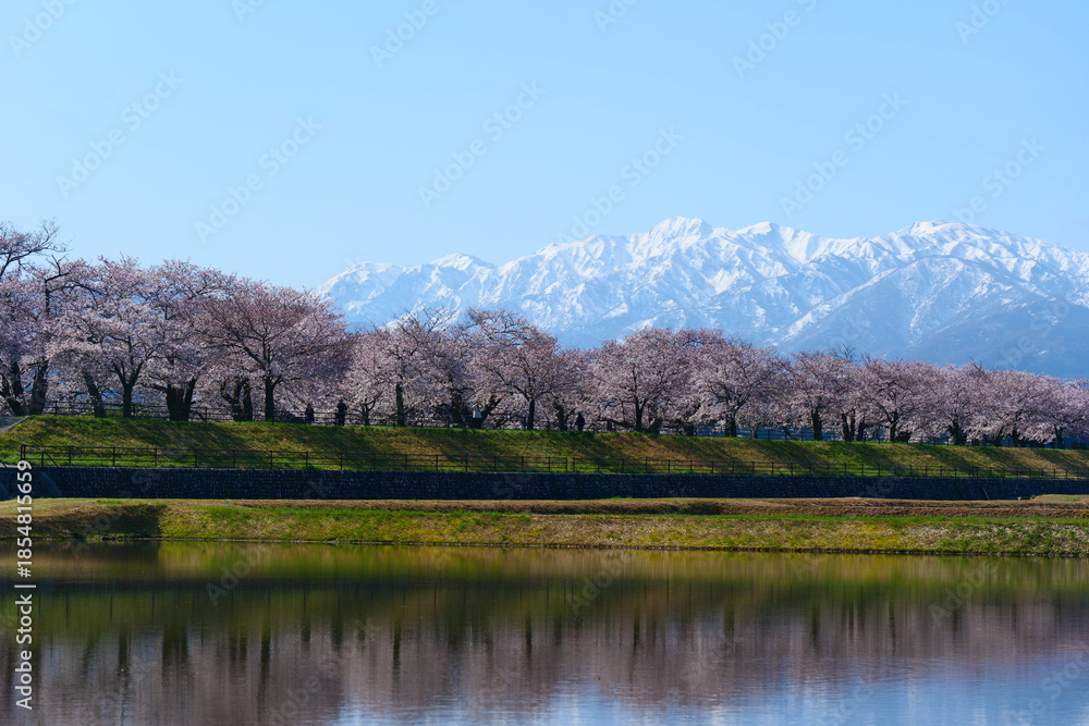 Fototapeta premium 舟川べり桜並木。朝日、富山、日本。４月上旬。