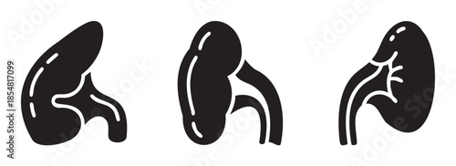Three stylized human kidneys medical anatomy icons in a row, illustrating the vital role of these organs in maintaining overall health and well-being.