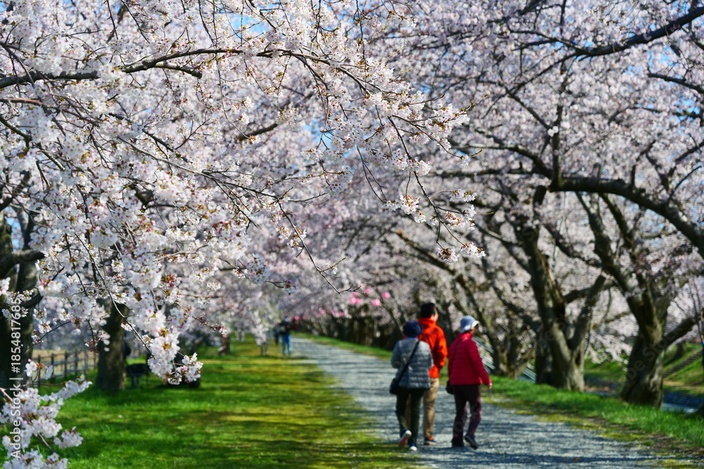 Fototapeta premium 舟川べり桜並木。朝日、富山、日本。４月上旬。