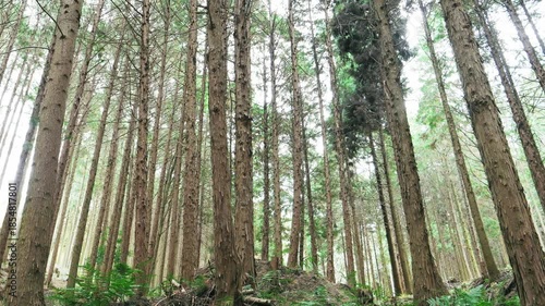 In the empty forest, many trees swaying