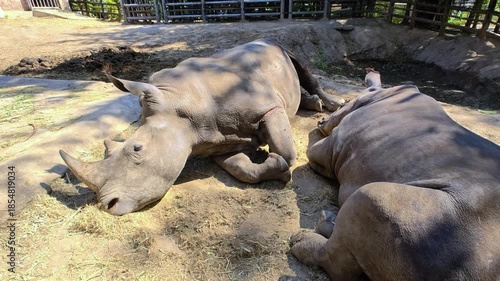 A closeup footage of sleeping rhinoceros on ground under sunlight.