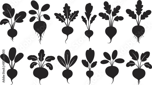 Minimal black root vegetable silhouettes set, hand drawn beet radish turnip icons, folk style vector illustration, organic farming and harvest collection