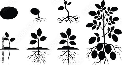 Potato plant growth stages silhouette illustration, seed tuber sprouting roots and leaves development, black botanical vector diagram for agriculture, farming and biology education