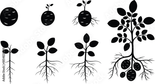 Potato plant growth stages silhouette set, underground tubers roots and leaves illustration, black botanical vector diagram for agriculture, farming education and biology concepts